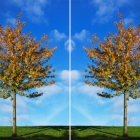 在 Linux 上复制和重命名文件