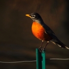 在 Linux 上用 DNS 实现简单的负载均衡