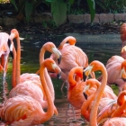 用户、组及其它 Linux 特性