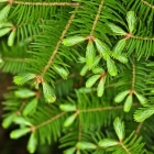 Filmulator：一个简单的、开源的 Raw 图像编辑器