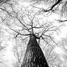 多云融合和安全集成推动 SD-WAN 的大规模应用